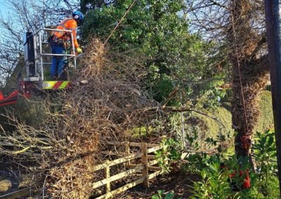 Tree Services Louth