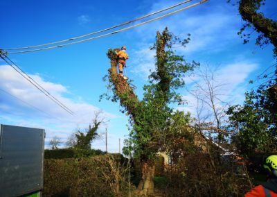 Commercial Tree Services Scunthorpe