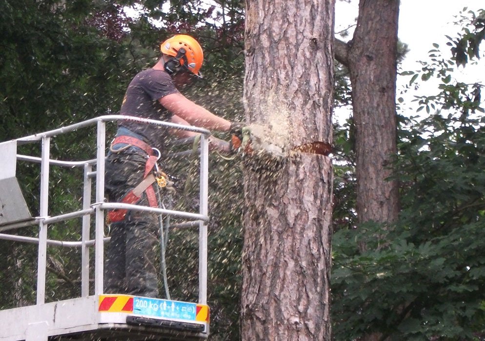 Tree Surgeons Skegness