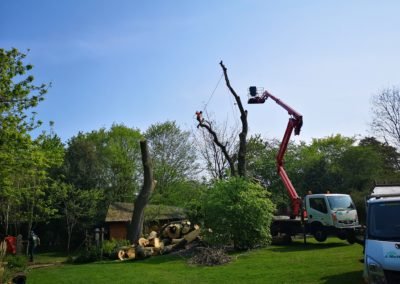 Tree Services Cleethorpes