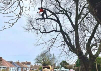 Tree Services Grimsby