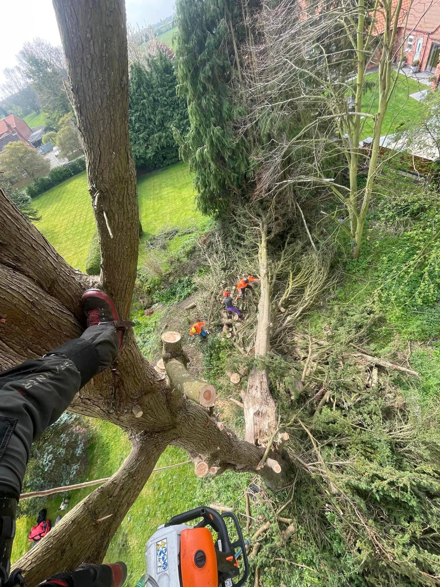 Tree Services Cleethorpes