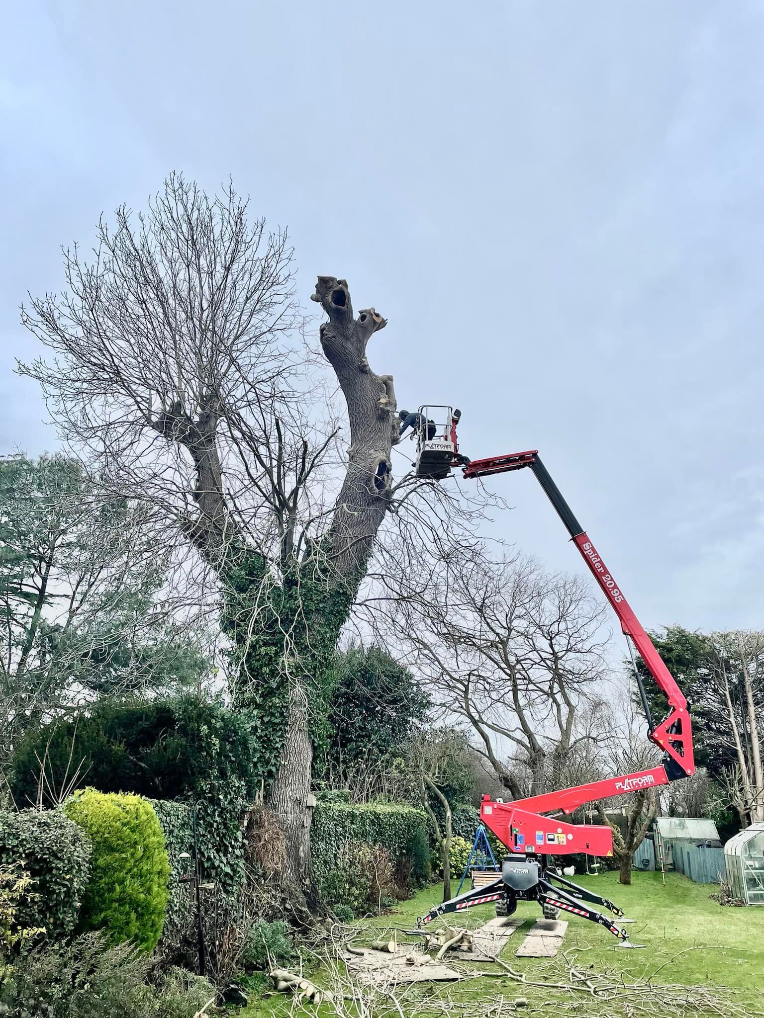 Tree Services Grimsby