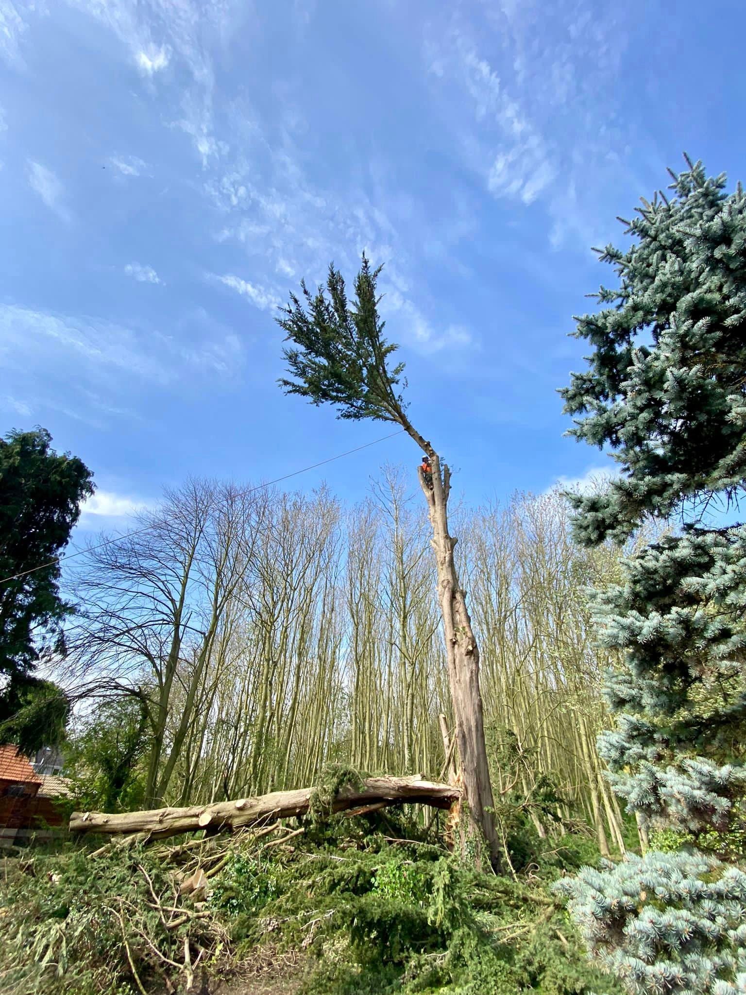 Tree Services Scunthorpe