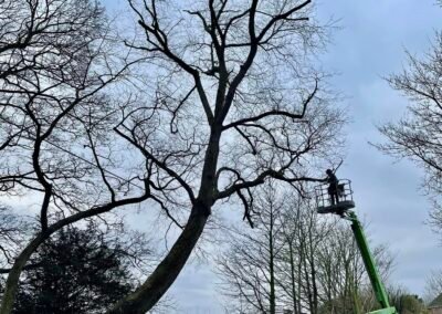 Tree Services Barton Upon Humber