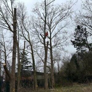Tree Site Clearance Lincolnshire