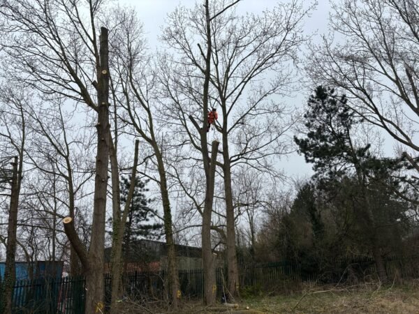 Tree Site Clearance Lincolnshire
