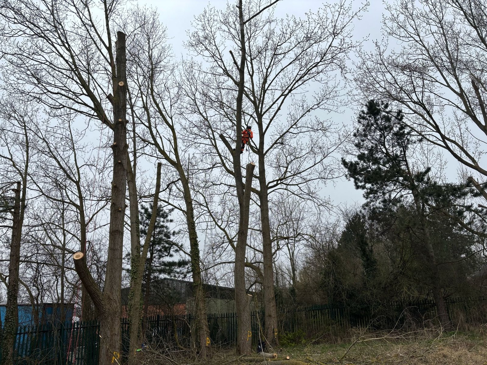 Tree Site Clearance Lincolnshire