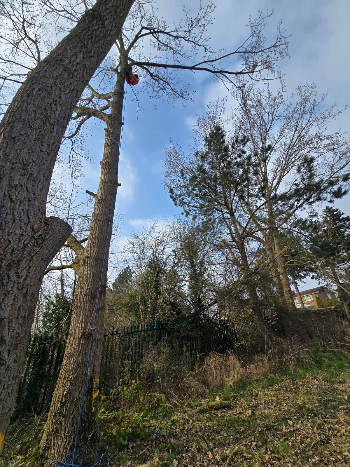 Tree Site Clearance Lincolnshire - Image 5