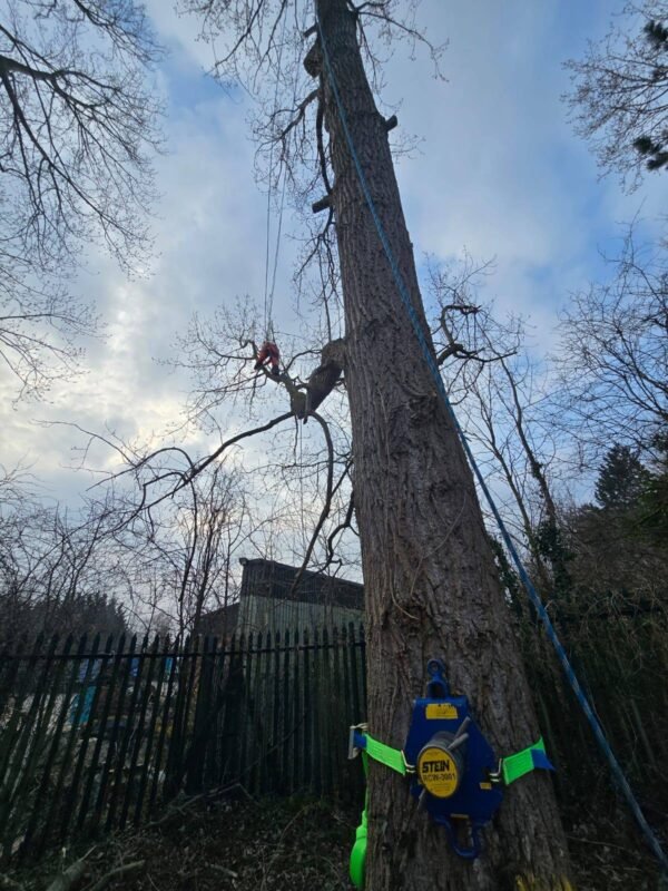 Tree Surgeons Grimsby