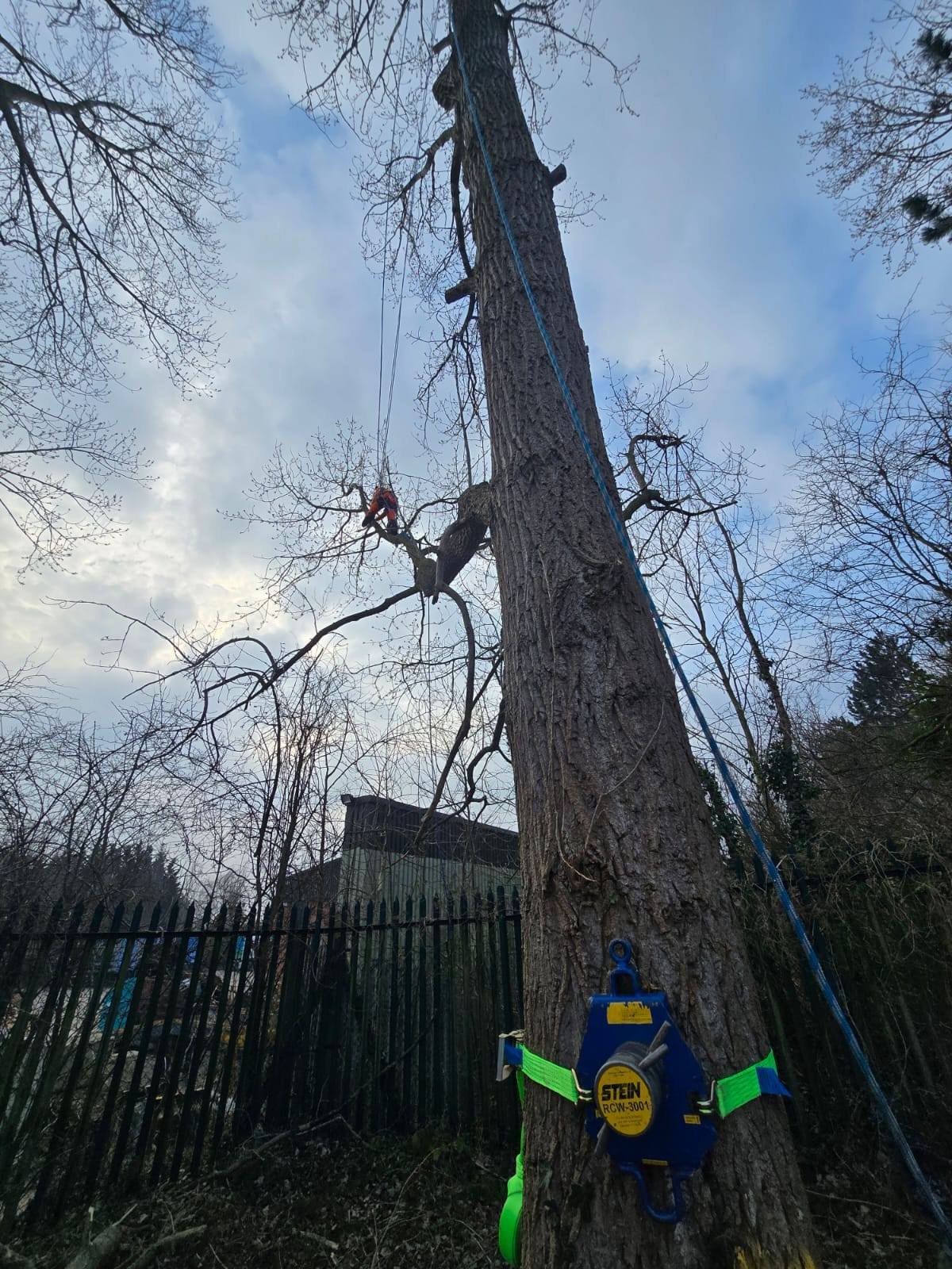 Tree Surgeons Grimsby