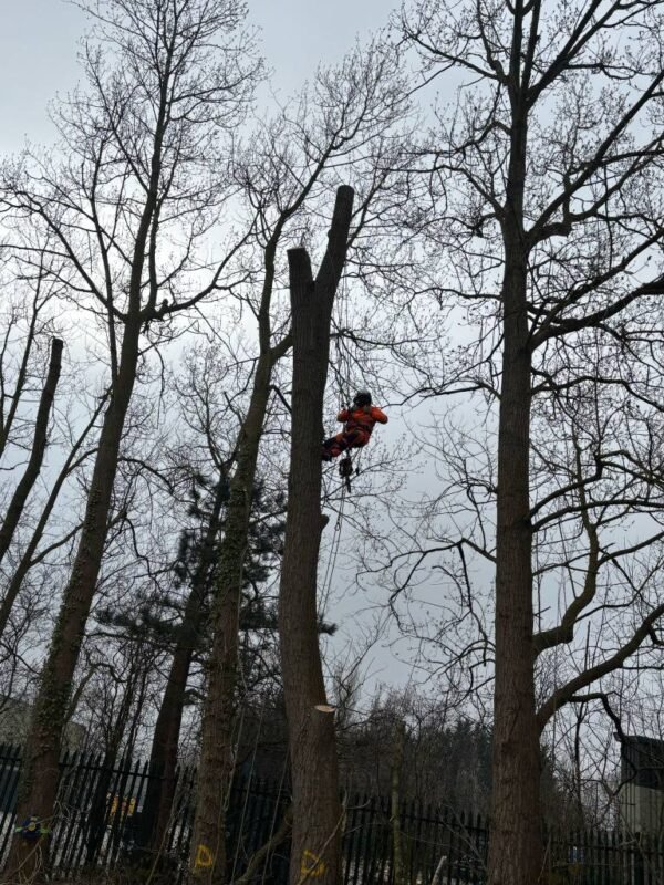 Tree Site Clearance Lincolnshire - Image 2