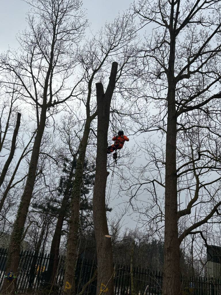 Tree Site Clearance Lincolnshire - Image 2