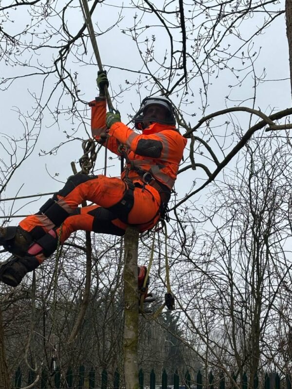 Tree Surgeons Grimsby