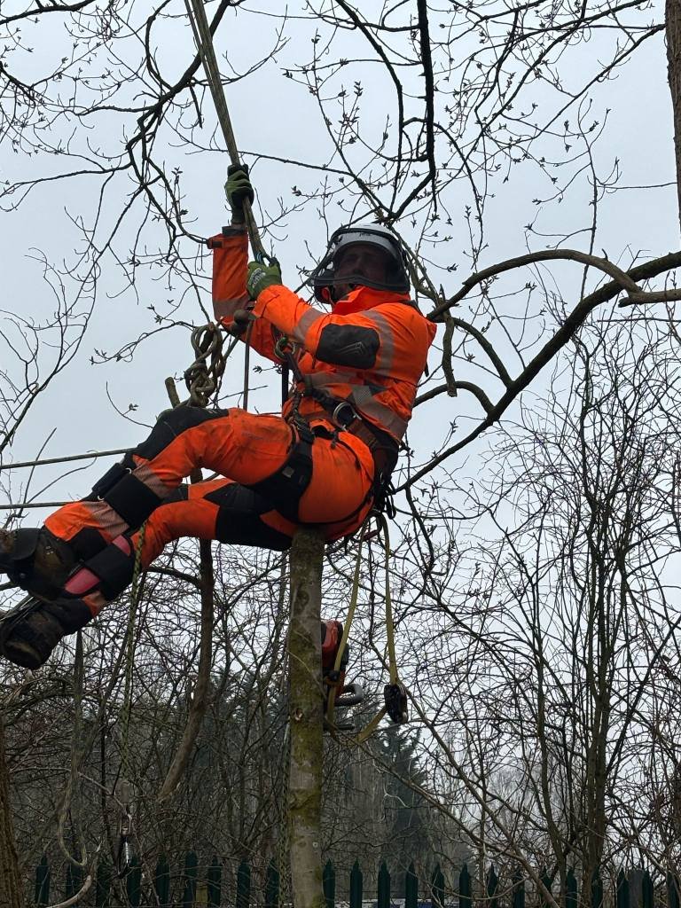 Tree Surgeons Grimsby