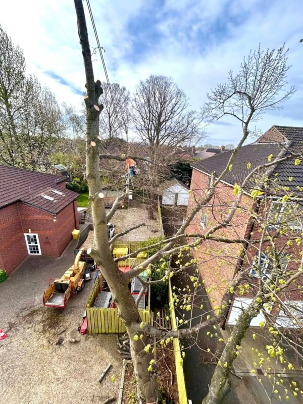 Tree Surgeons Grimsby
