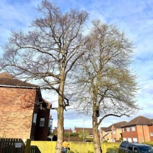 Tree Surgeons Grimsby