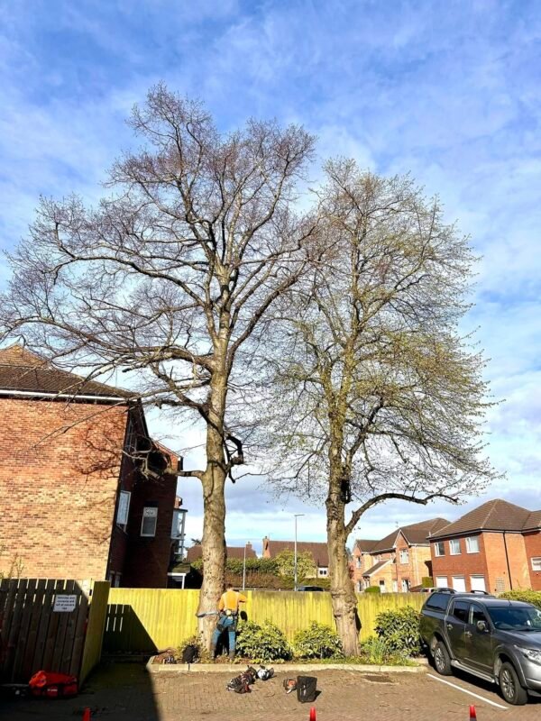 Tree Surgeons Grimsby