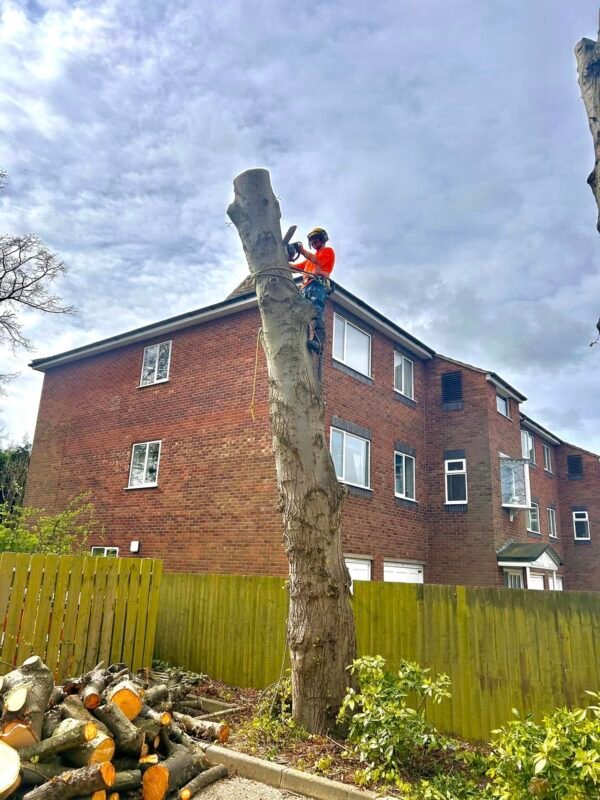 Tree Surgeons Grimsby
