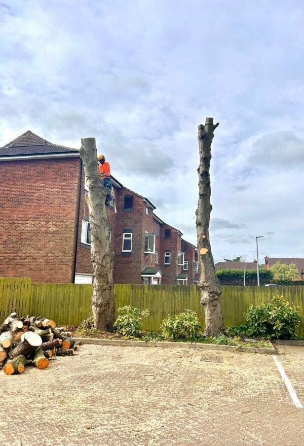 Tree Surgeons Grimsby