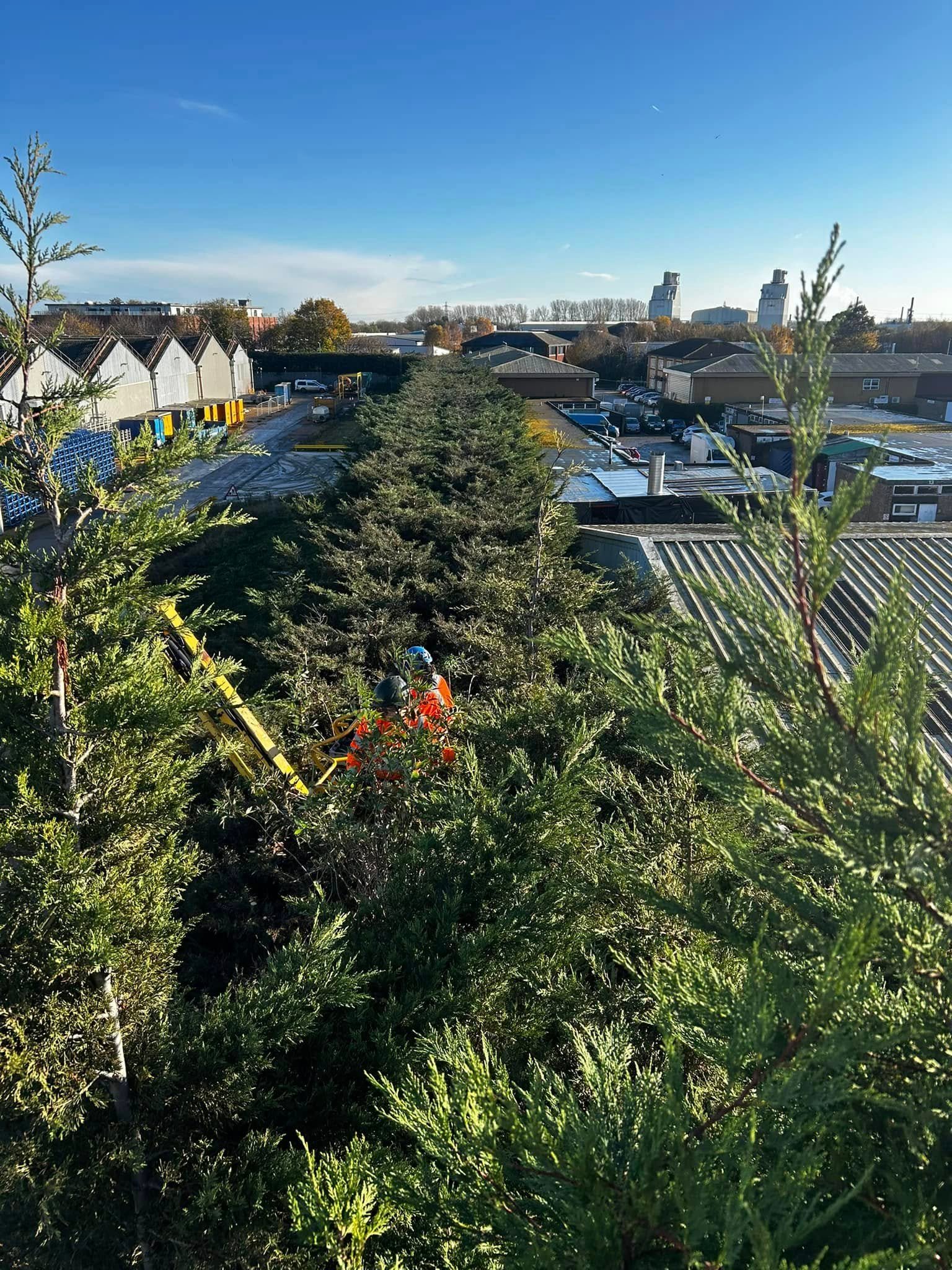 Tree Surgeons Cleethorpes