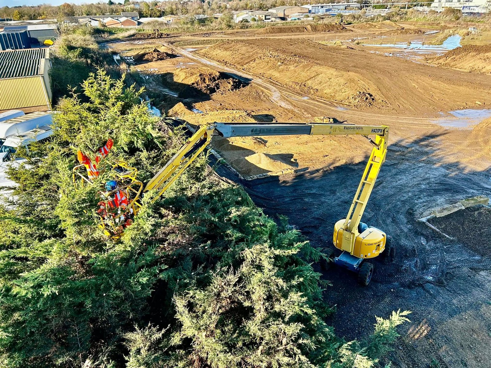 Tree Surgeons Grimsby