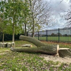 Tree surgeons Grimsby