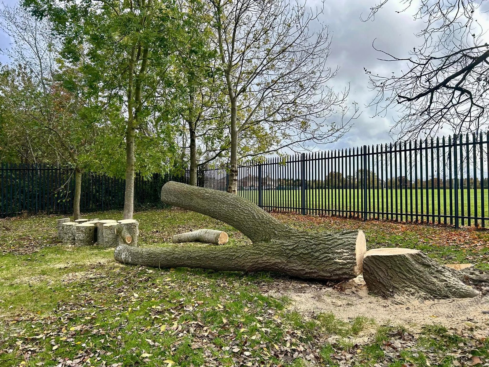 Tree surgeons Grimsby