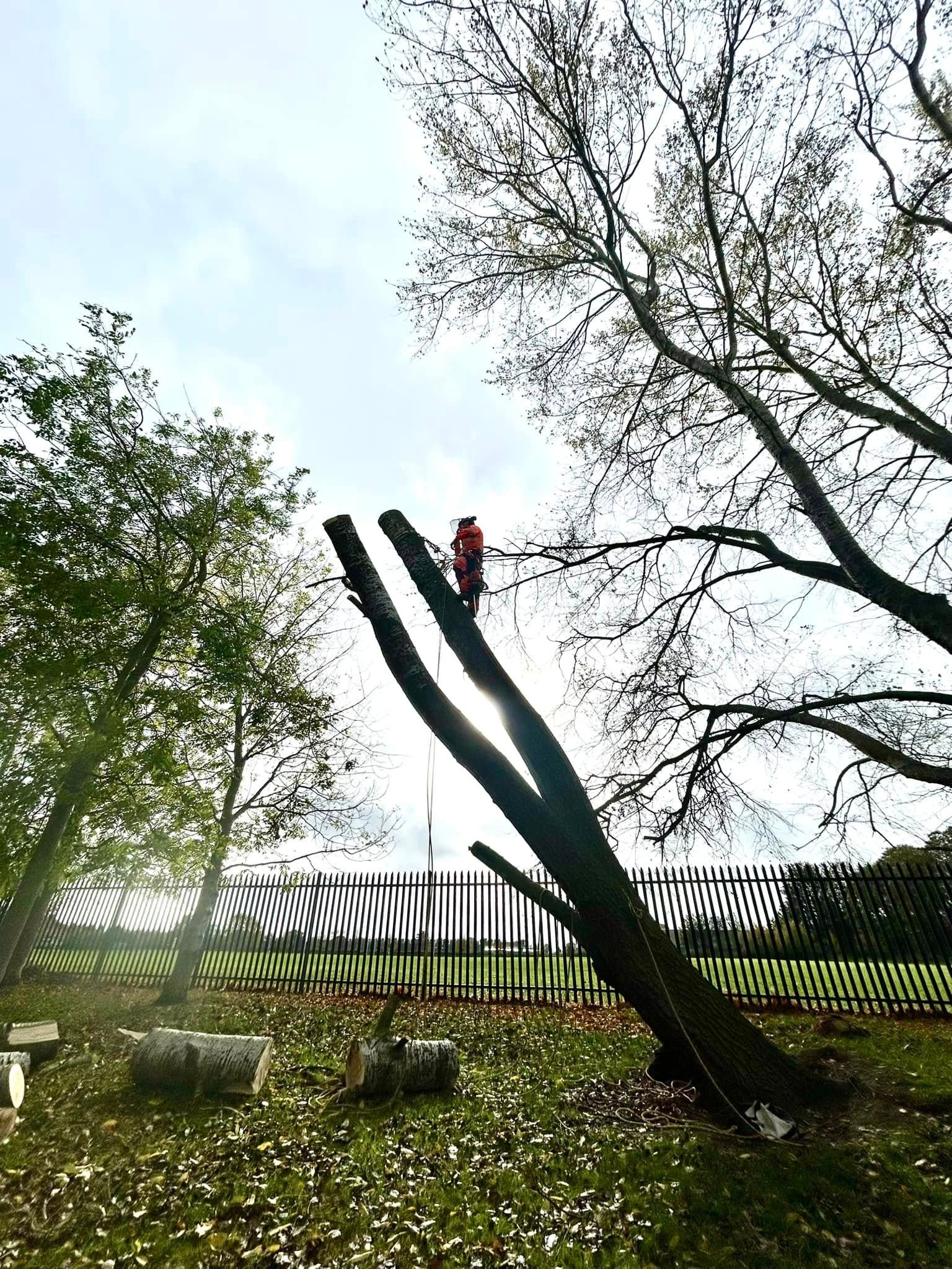 Tree surgeons Cleethorpes