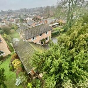 Tree Surgeons Grimsby