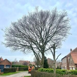 Tree Surgeon Cleethorpes